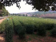 Green tea harvest