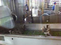 Production of green tea